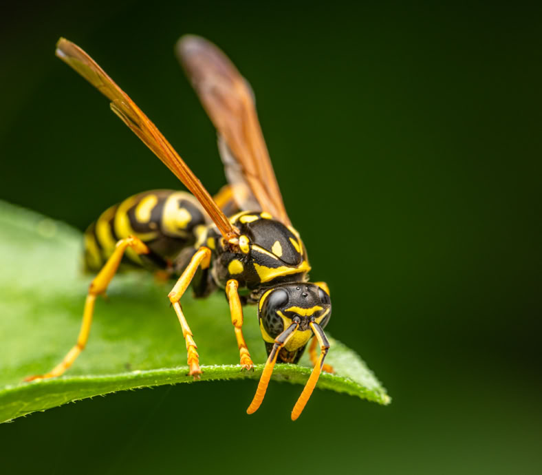 Foto van duitse wesp